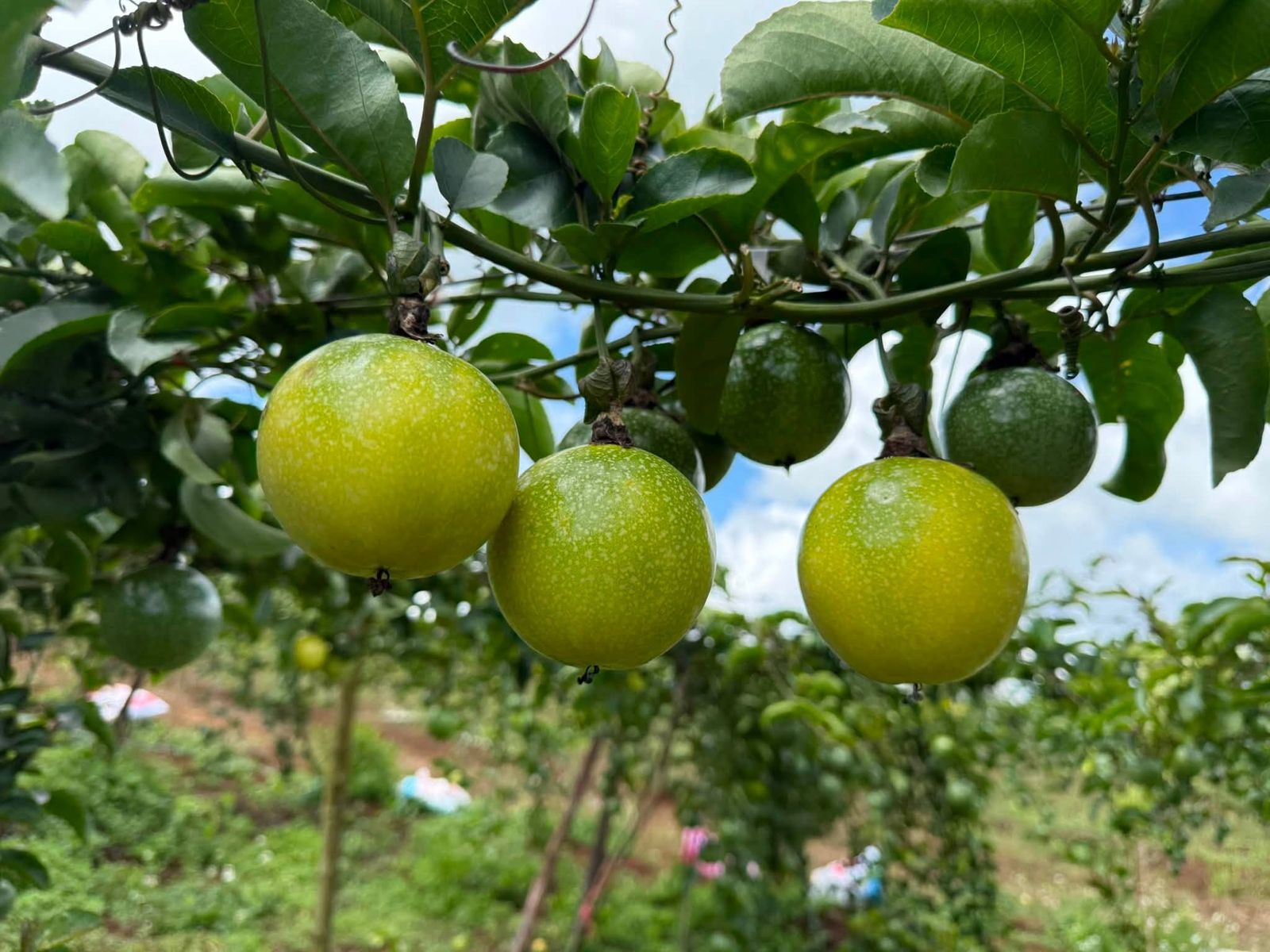Chanh dây vàng trên giàn